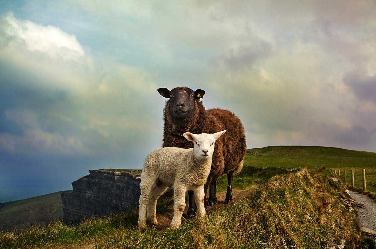 Sheep and lamb on hill