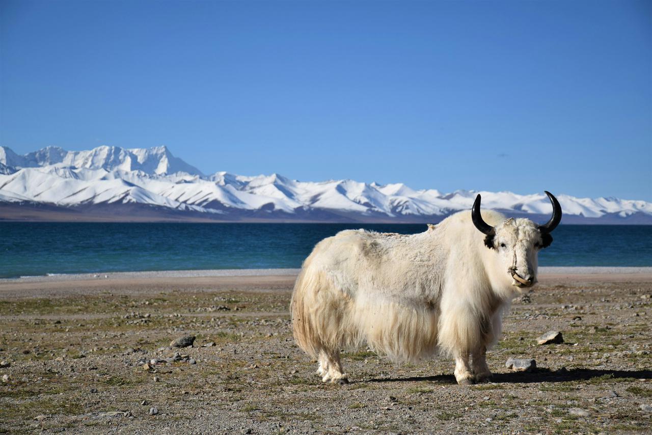 White yak in Namtso lake_Tibet